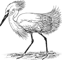 egret 2