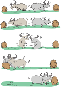 Buffaloes