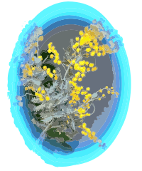 Mimosa