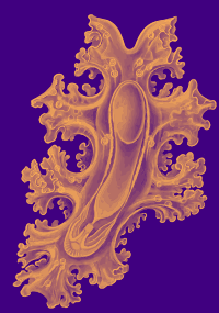 Sea Cucumber Larva