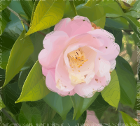 Blooming Pink Flower