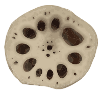 Lotus Root Slice