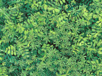 Green Leaf Background