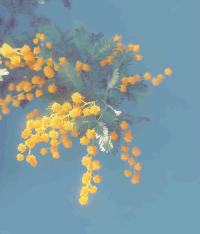 Mimosa Flower