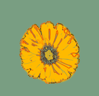 Abstract Yellow Flower