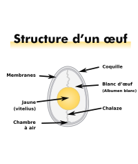 Structure d’un œuf de poule