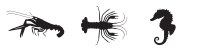 Crustacé / Shellfish or crustacean