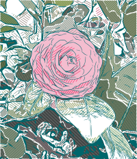 Pink Flower