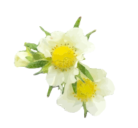 Strawberry Flowers