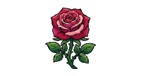 rose