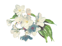 Cherry Blossoms