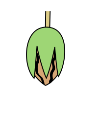 Walnut - Heraldry