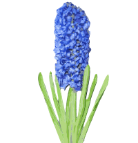 Hyacinth