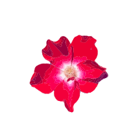 Realistic Red Flower