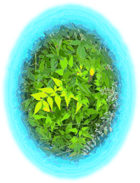 Green Ball of Leaves