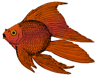 Goldfish