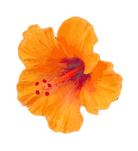 Yellowish Orange Hibiscus