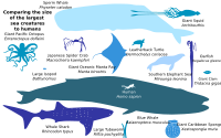 Biggest Fish - English Translation