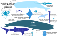Biggest Fish - German Translation
