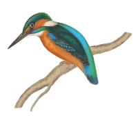 Kingfisher