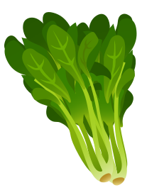 Bok Choy - Isolated