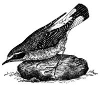 Bird