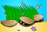 Hide and seek Clams