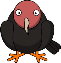 Turkey Vulture