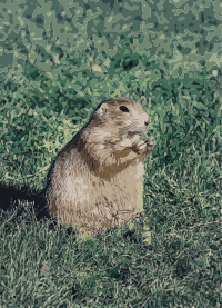 Prairie Dog