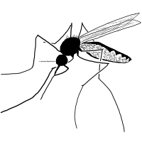 Mosquito