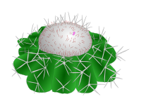Melocactus violaceus