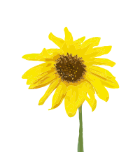 Another Sunflower
