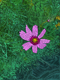 Pink Cosmos