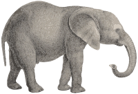 African Elephant