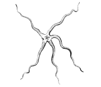 Brittle Star