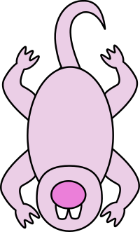 Naked Mole Rat