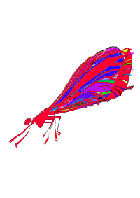 red damselfly