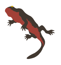 Japanese Fire-bellied Newt