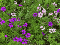 Purple Pink Flowers