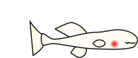 Cartoon Blind Cavefish