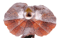 Frilled Lizard