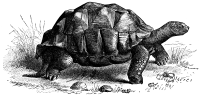Giant Tortoise