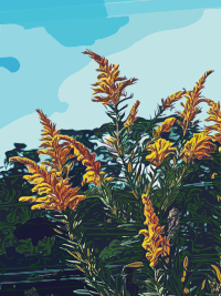 Ragweed
