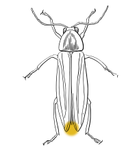 Firefly
