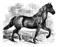 Horse 1