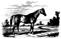 Horse 2