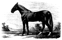Horse 3