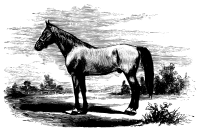 Horse 4