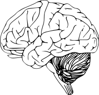 brain 01