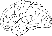 brain 03